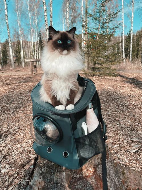 Pet Travel Backpack